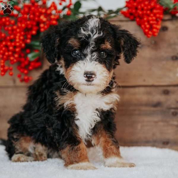 Rosie, Mini Bernedoodle Puppy